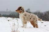 BERGER AUSTRALIEN PUPPIES 507